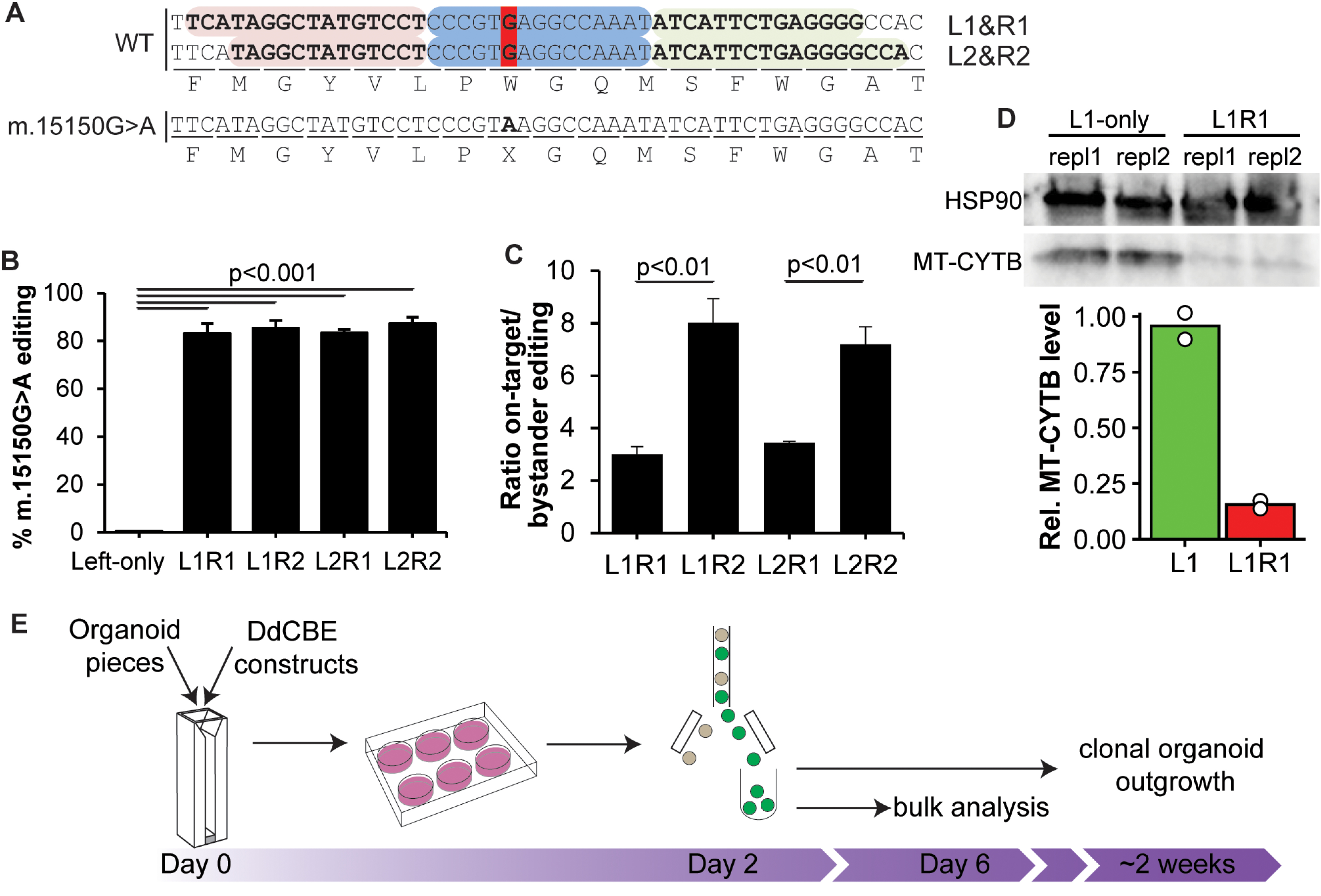 Creation of m.15150G > A using DdCBE in human liver organoids.