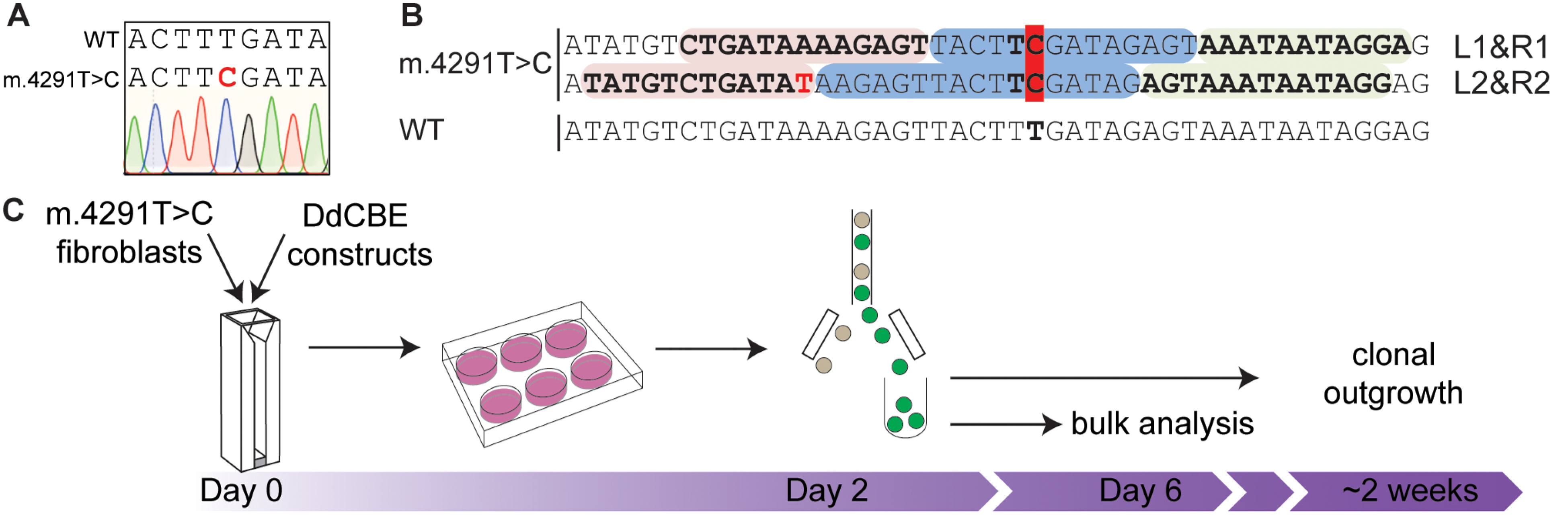 Correction of m.4291T > C in primary patient-derived fibroblasts.