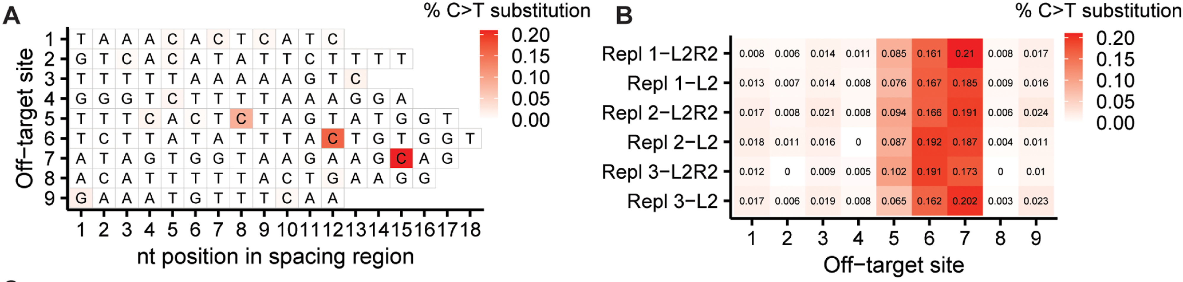 Off-target editing analysis in m.4291C-corrected fibroblasts.