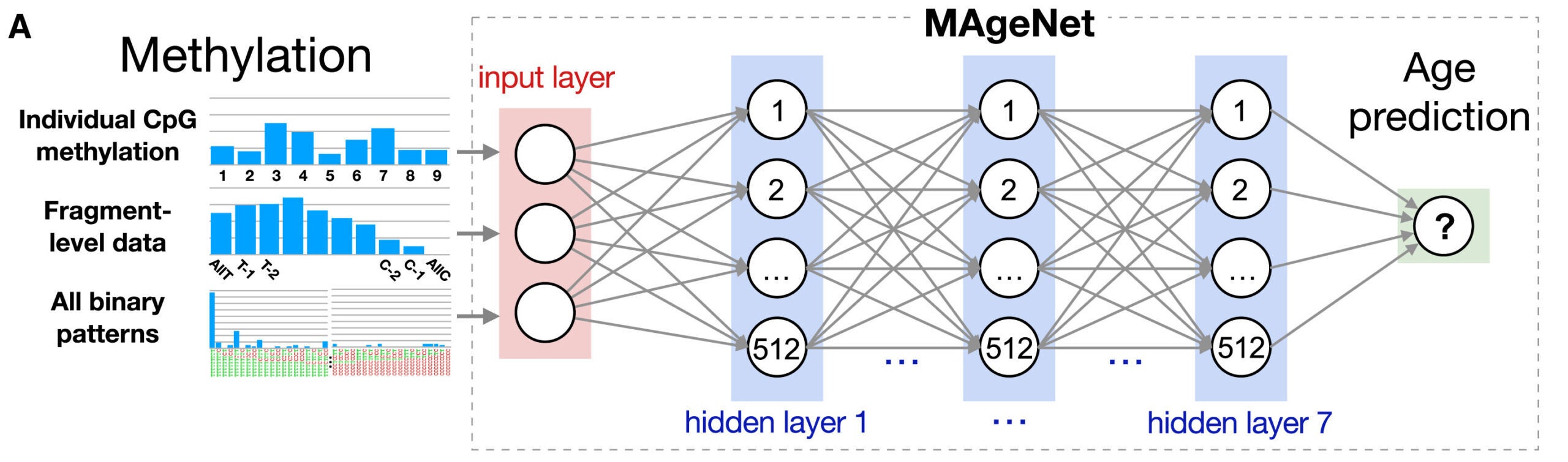 A deep neural network for age prediction from fragment-level targeted DNA methylation data.