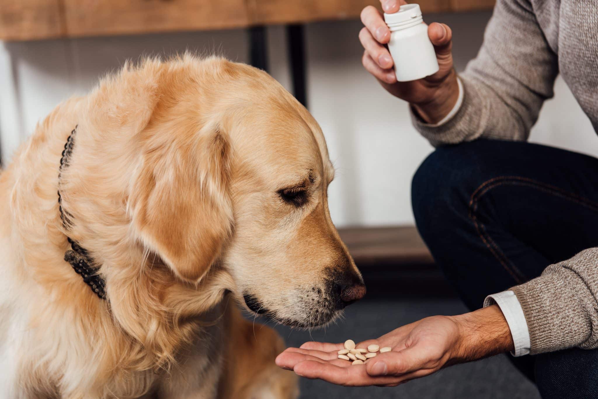 Research shows that owners are more likely to give a dog pills twice a day for a month.