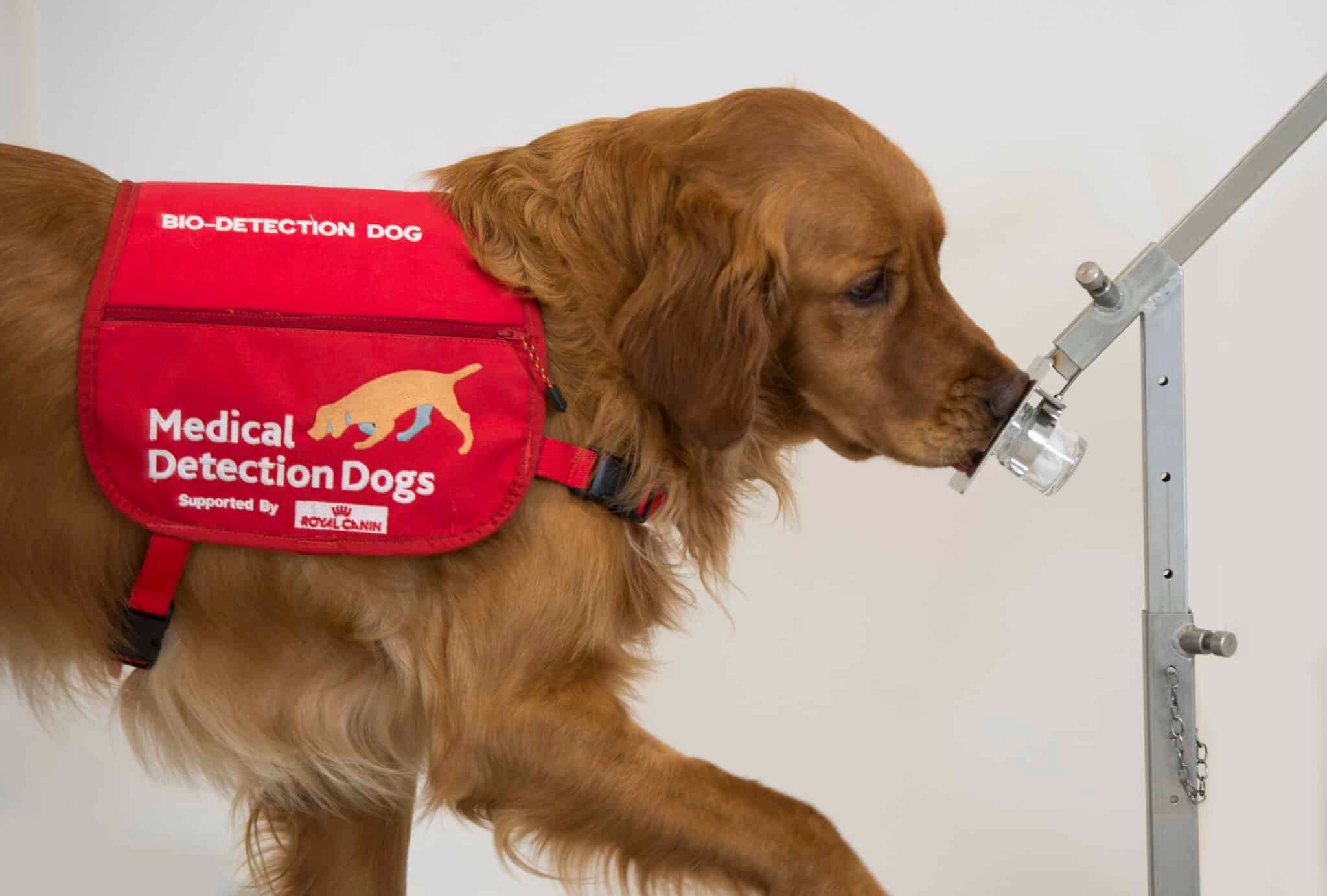 Bumper smells a swab for the Parkinson’s disease detection study.