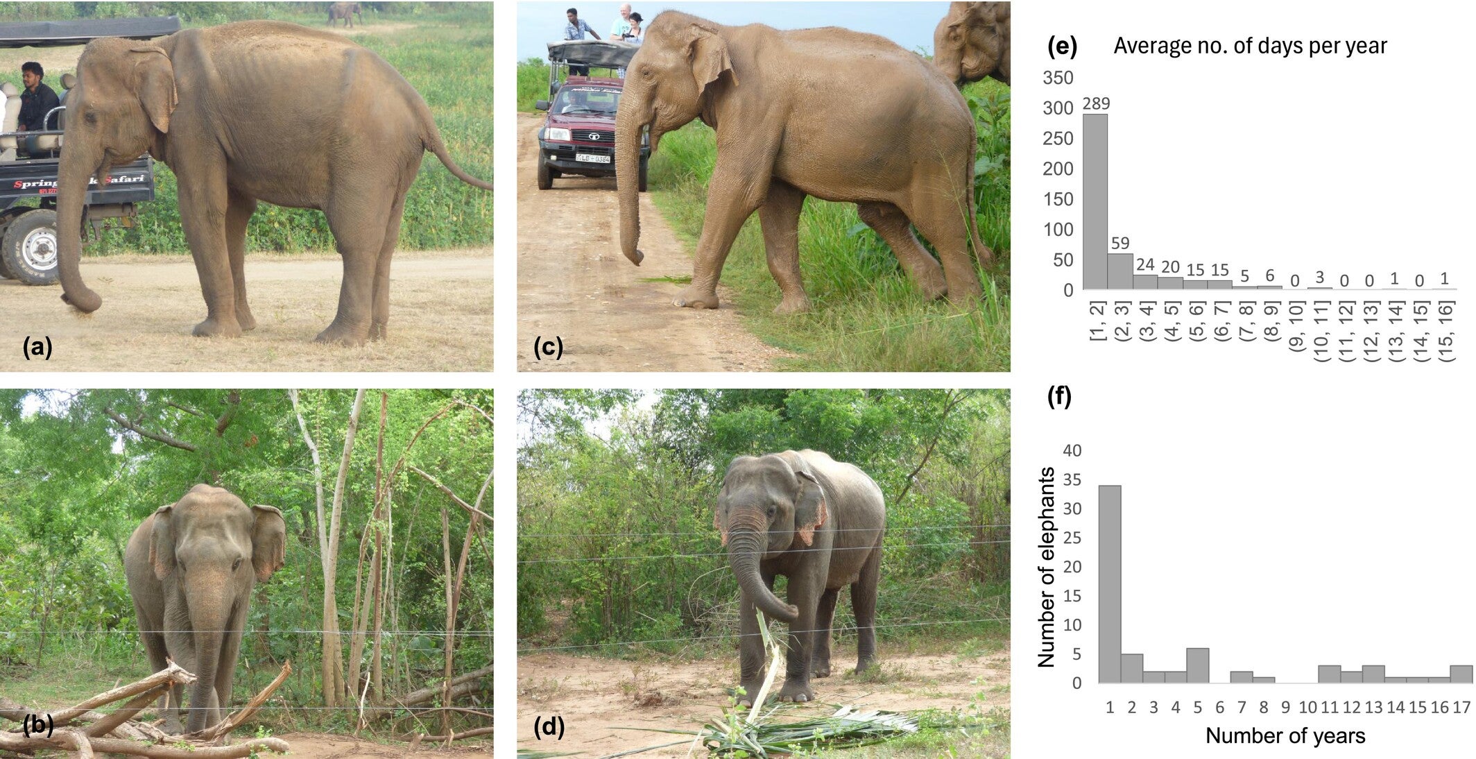Elephants at the fences, Udawalawe National Park.