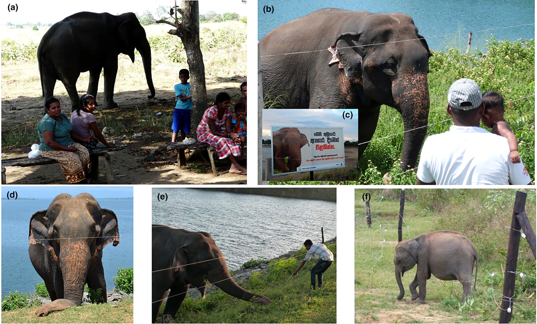 Human–elephant interactions and habituation at the fence.