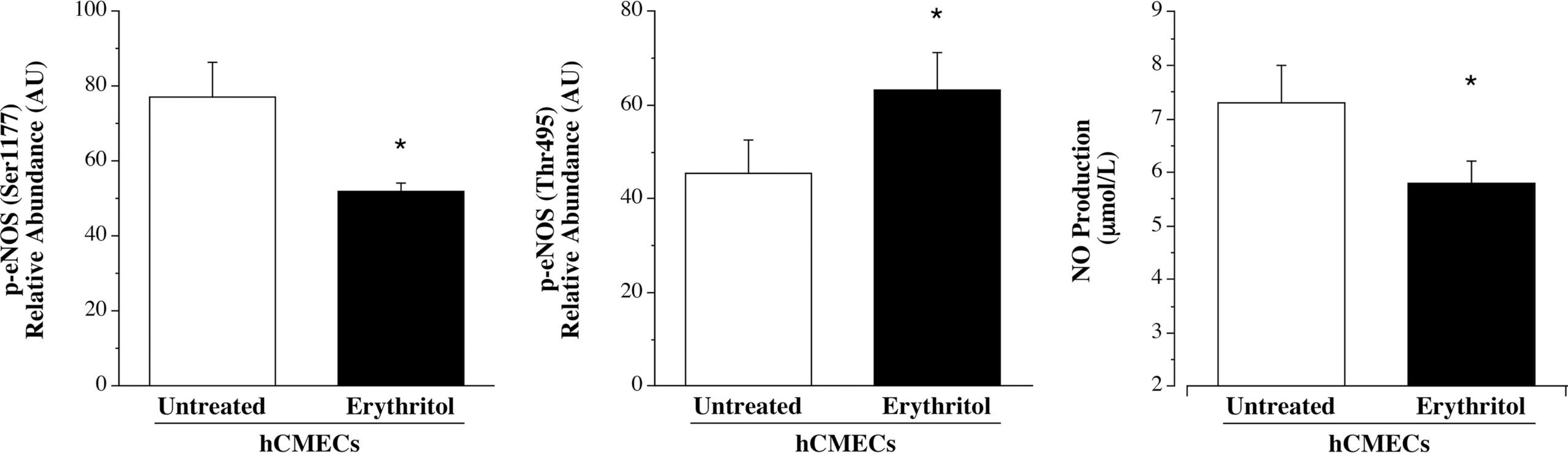 Effect of erythritol on brain microvascular endothelial cell expression of phosphorylated-eNOS (Ser1177) and phosphorylated-eNOS (Thr495) as well as NO production.