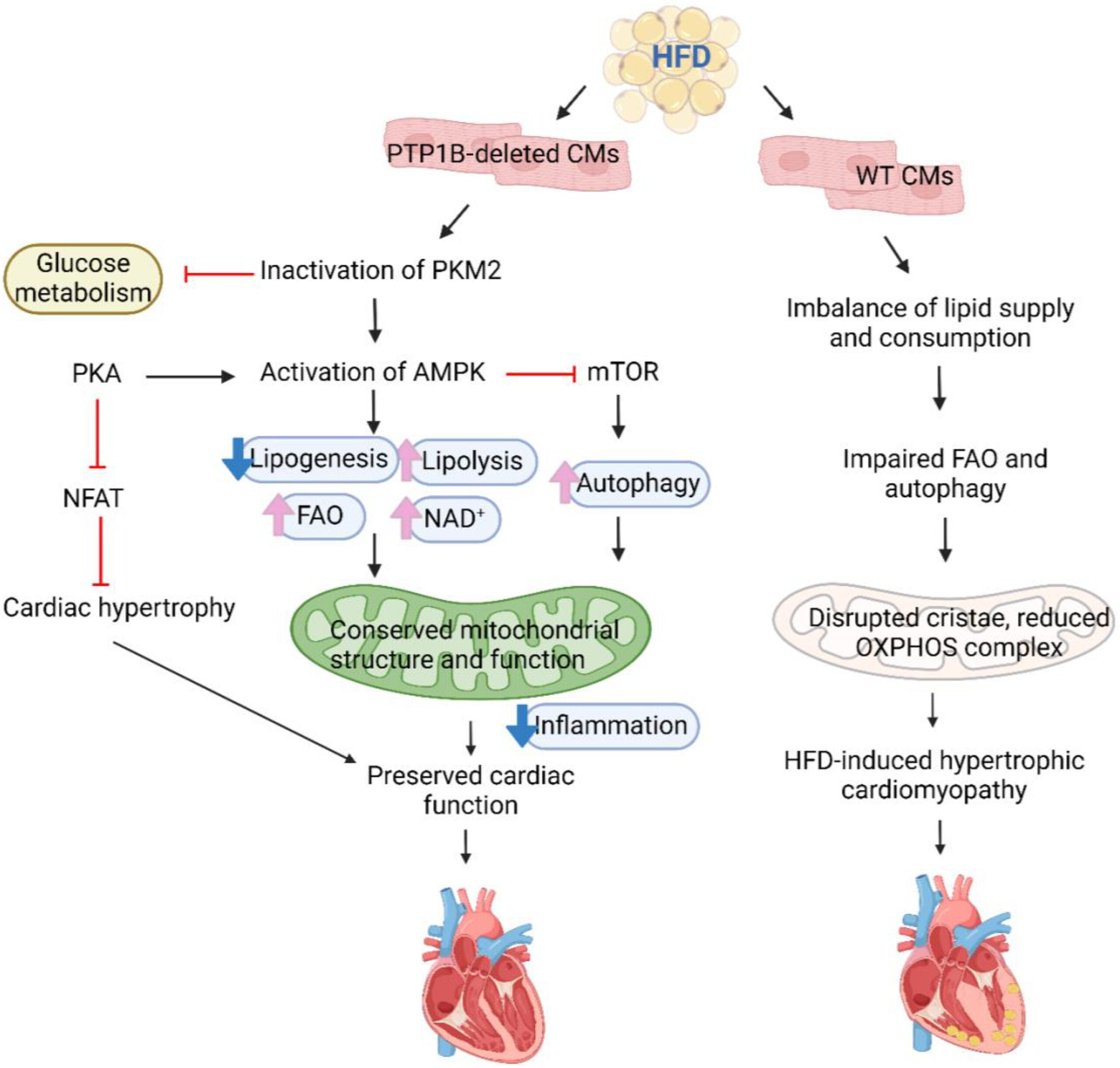 PTP1B in the heart functions as a metabolic switch.