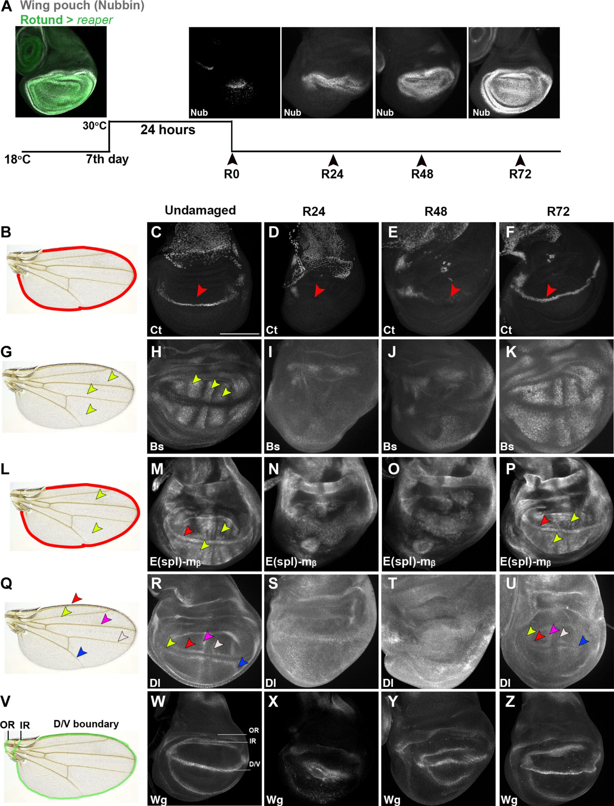 Gene expression during regeneration.
