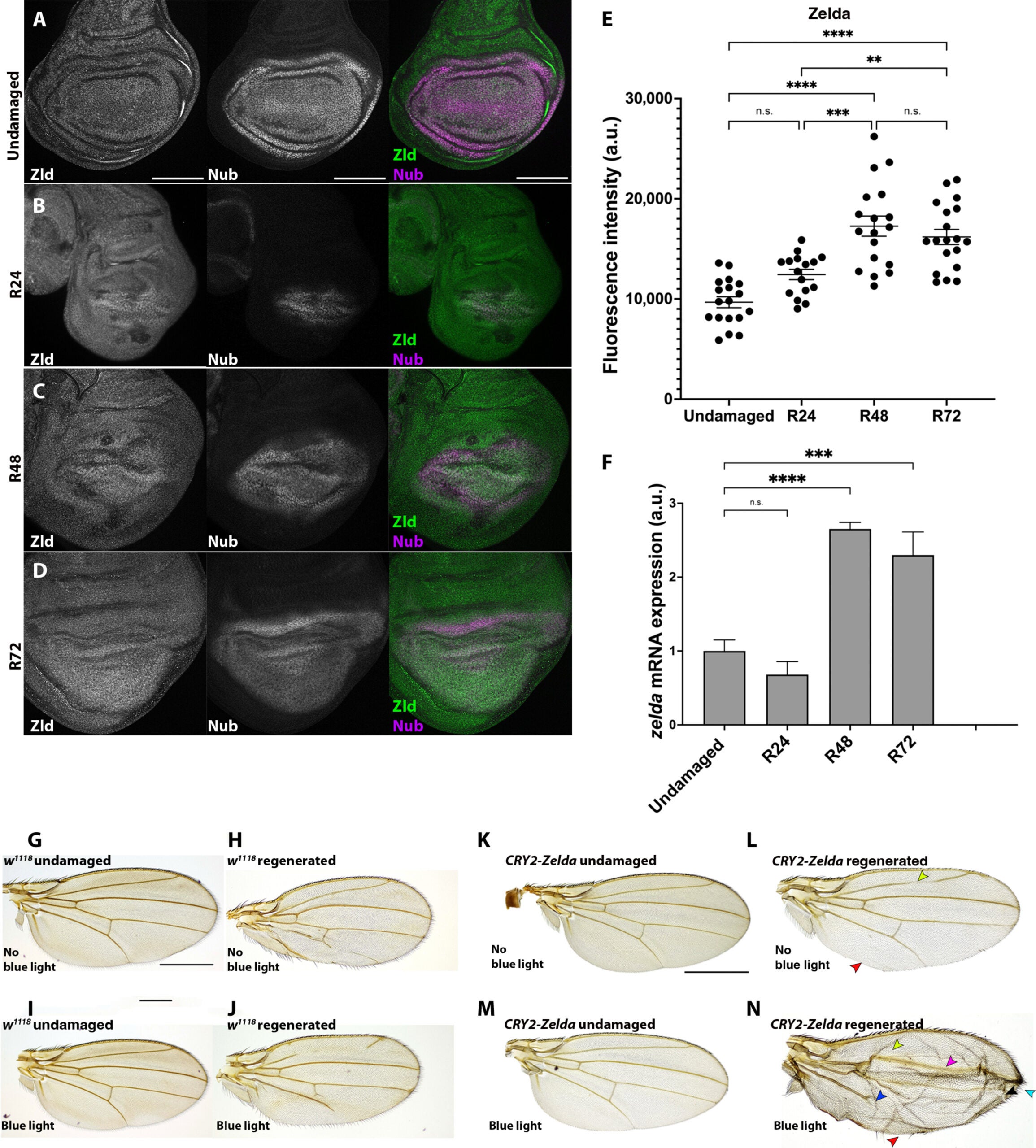 Zld is important for cell fate and patterning during regeneration.