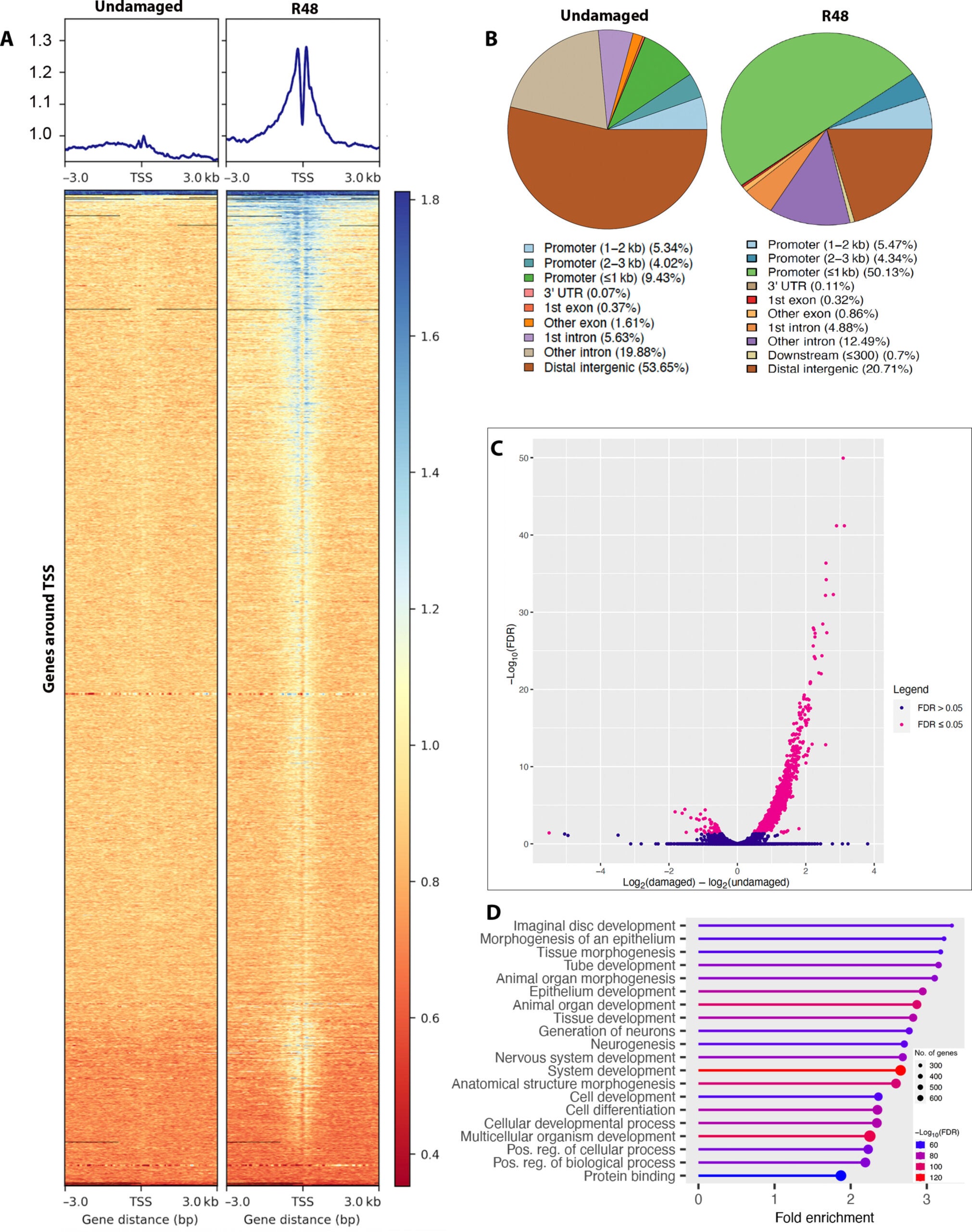Zld binds near genes important for wing development and morphogenesis.