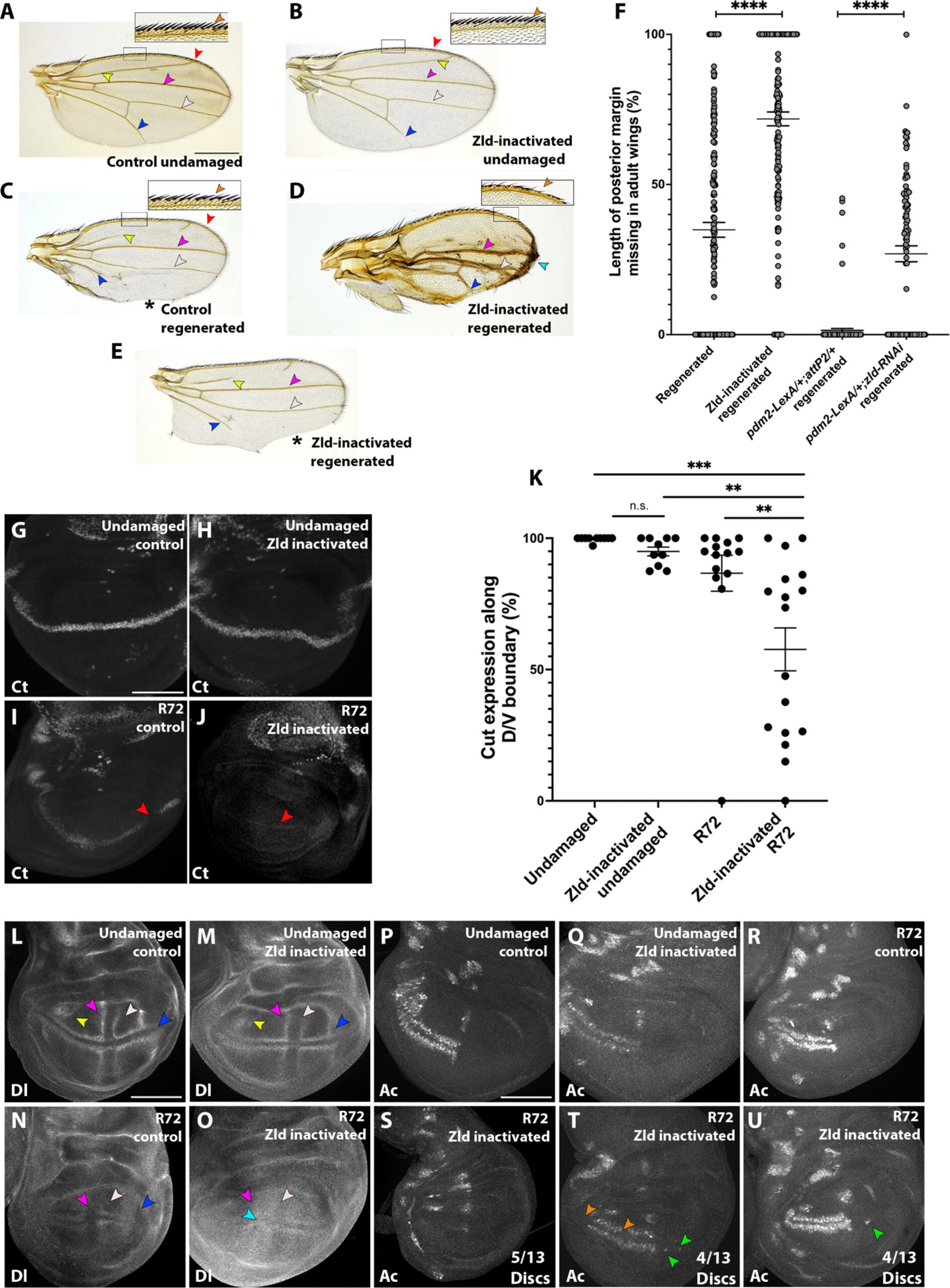 Zld regulates margin, vein, and sensory organ fate after regeneration.