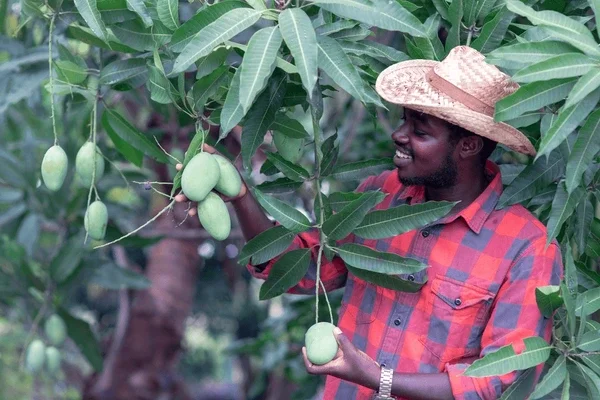 Natural compounds in Nigerian food plants with anticancer properties offer promising support for safer, locally inspired cancer treatments.