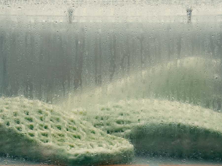 Moisture, heat and light from growth lamps allow the blue-green algae to thrive. 
