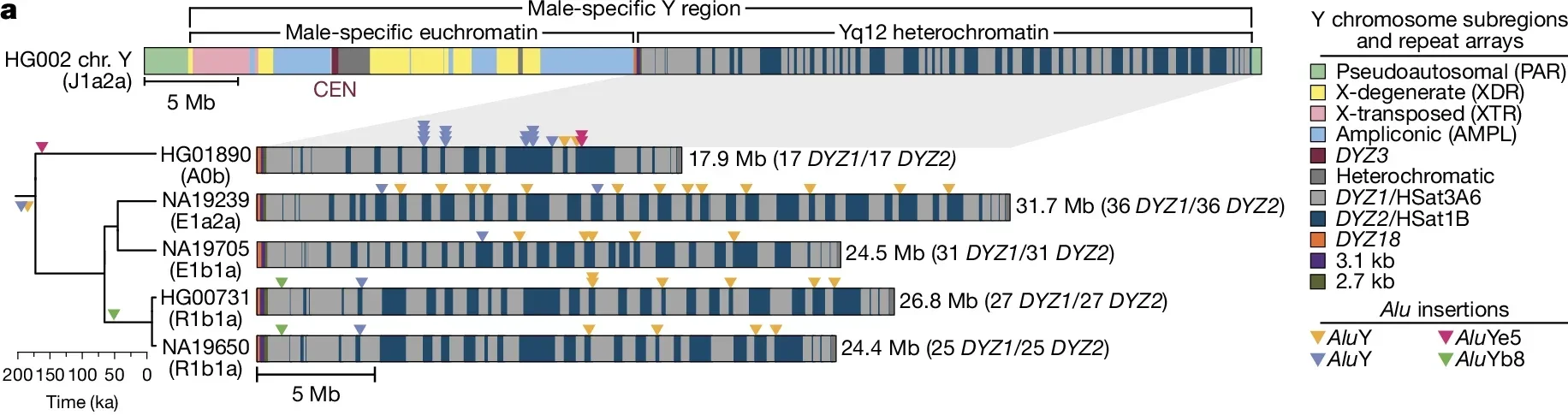 An improved genomic resource for challenging loci.