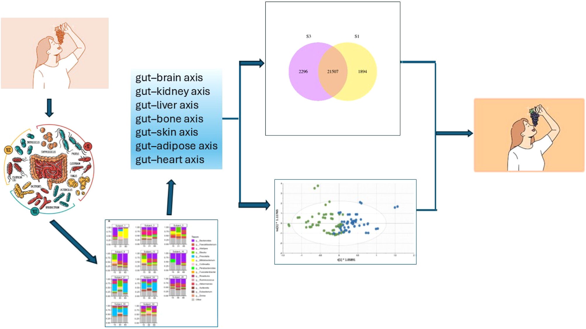 A flowchart entitled “Dietary Transformation of a Human Being”. The gut microbiome is transformed as a result of oral grape consumption. Subsequent interactions through the gut-organ axis leads to phenotypic changes and alteration of the human metabolome.
