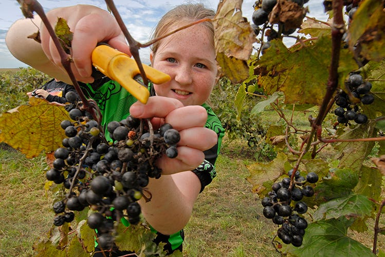 Fossilized grape seeds discovered in tropical Latin America reveal grapes originated in the Neotropics, not the Old World, millions of years ago.