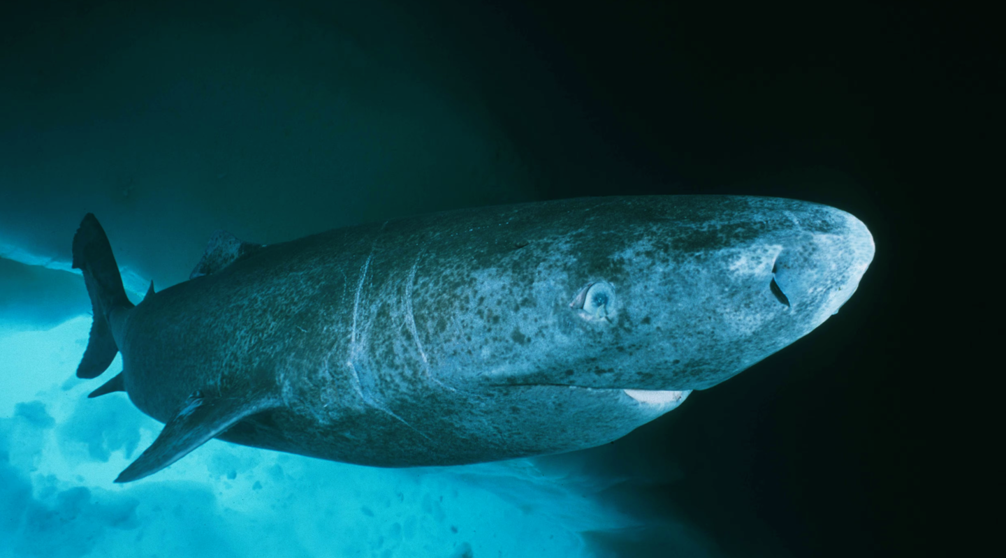 Greenland sharks can live over 500 years, making them the longest-living vertebrates on Earth.