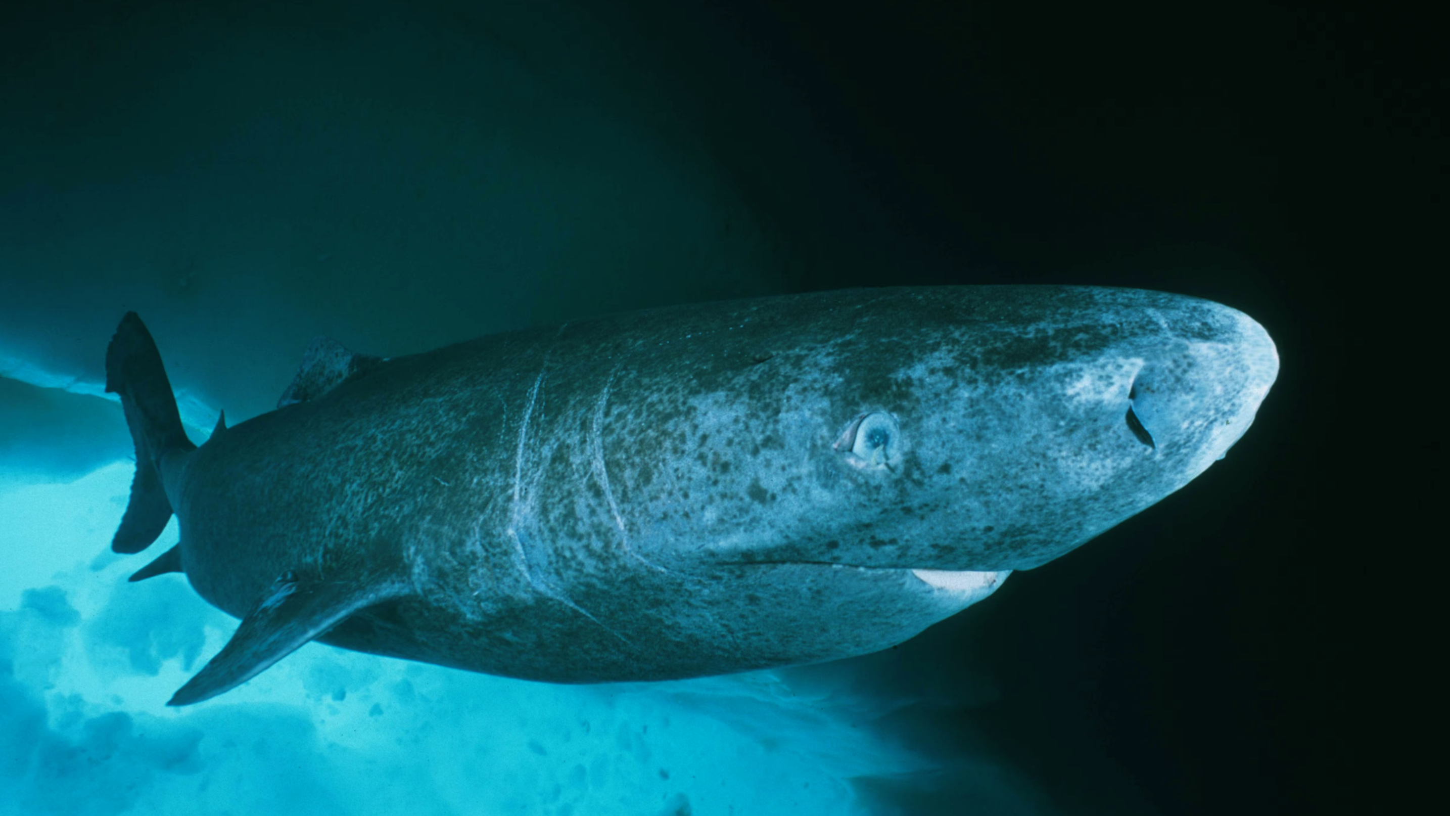 Greenland sharks may hold key to humans living for centuries - The Brighter  Side of News