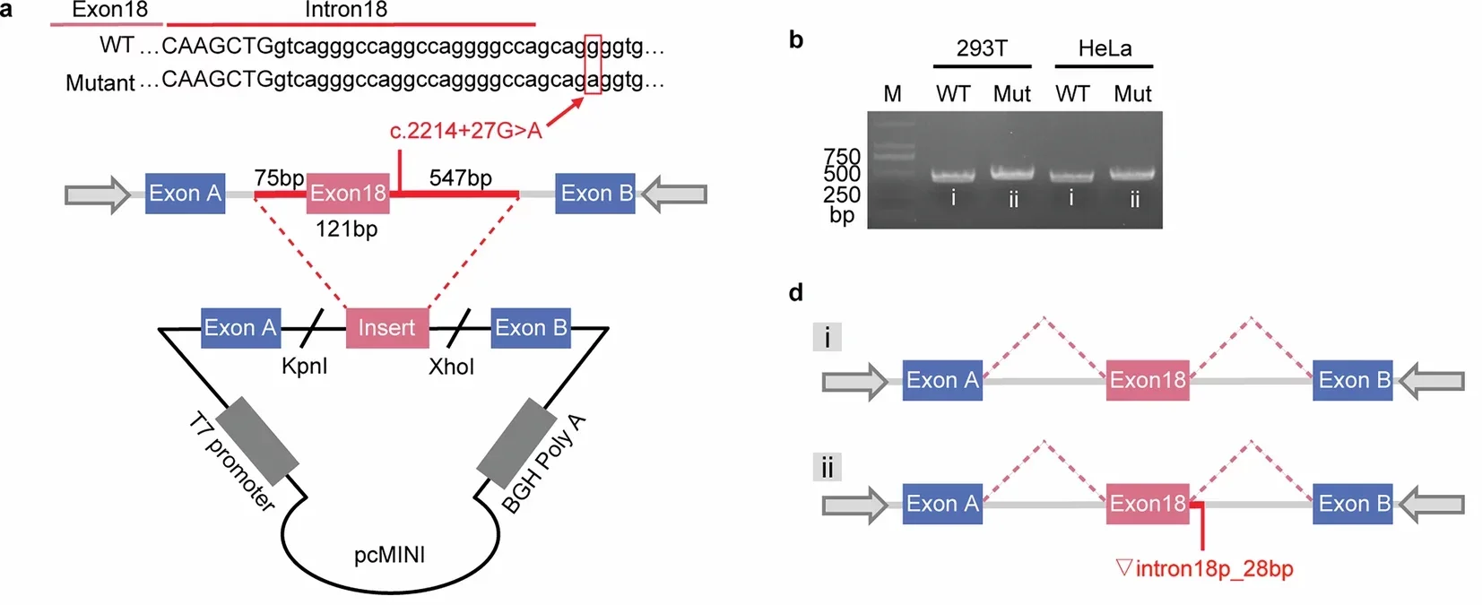 Minigene-based characterization of c.2214+27 G > A mutation demonstrates pathogenic splicing defects