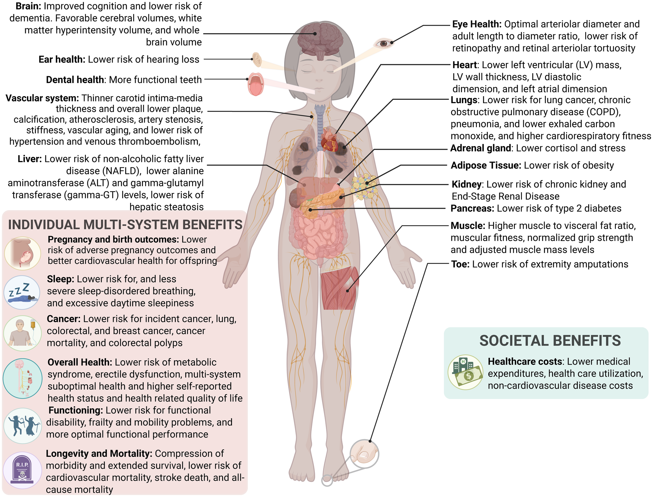 Benefits to human health associated with optimal cardiovascular health: optimal health from brain to toe.