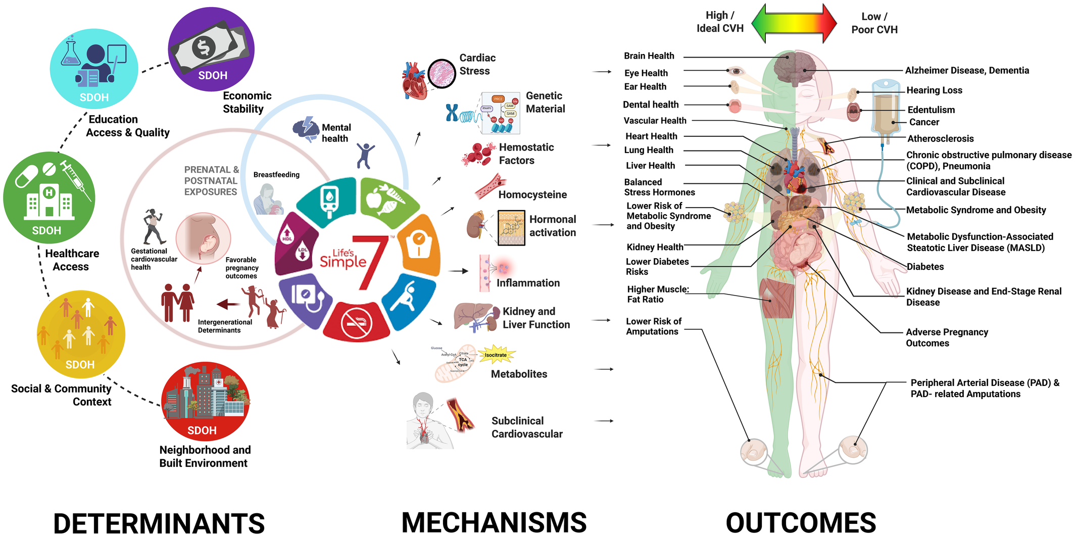 Summary of the determinants, mechanisms, and outcomes associated with ideal/high and poor/low levels of cardiovascular health.