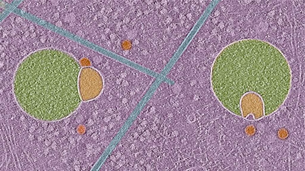 The green and orange structures in this image are hemifusomes