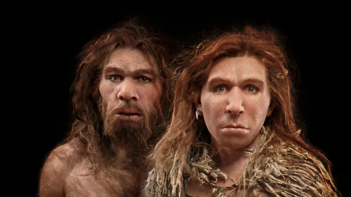 People and Neanderthals are way more hooked up than as soon as concept