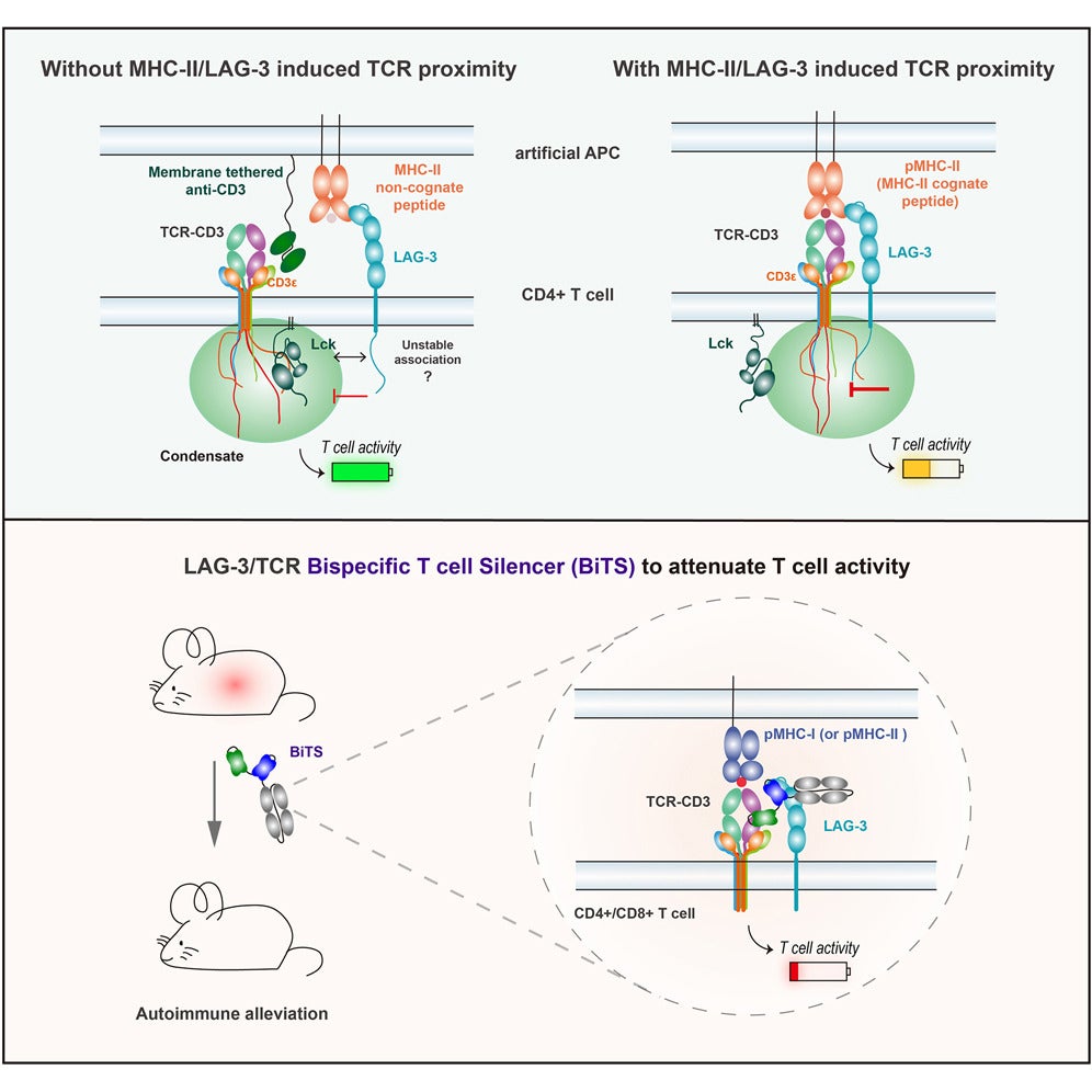 Graphical diagram. Researchers demonstrate that MHC class II interaction alone is insufficient for optimal LAG-3 function. 
