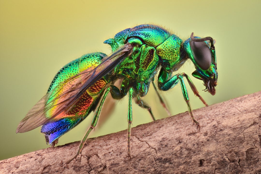 Researchers discovered that jewel wasps can hit pause on their biological clocks during a unique early-life stage.