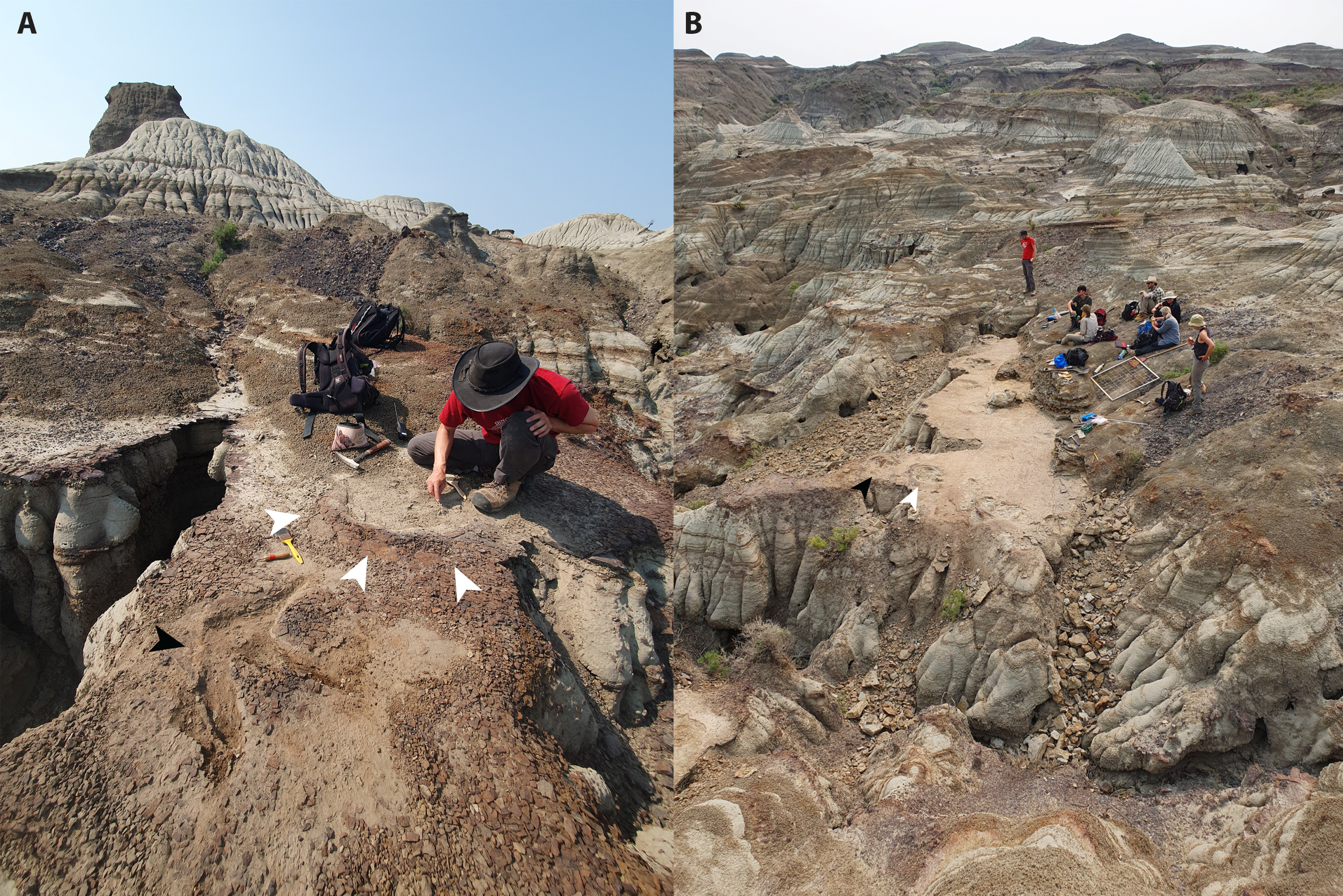 Views of the Skyline Tracksite (TMP L2467) shortly after discovery (A) and following excavation (B).