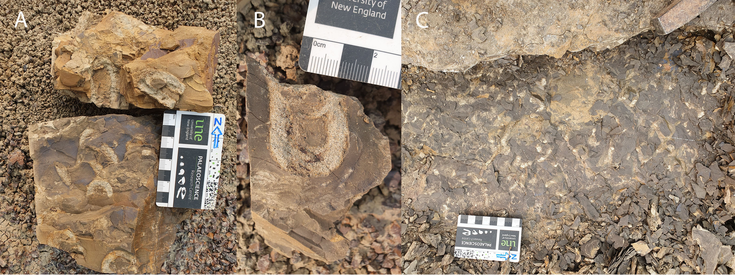 Examples of the abundant invertebrate trace fossils found in the lower 30 cm of the mudstone overlying the vertebrate trace bearing horizon of the Skyline Tracksite.