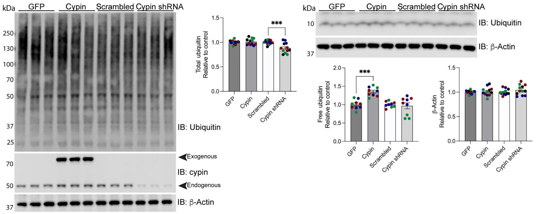 Cypin promotes K63-linked polyubiquitination in developing neurons.