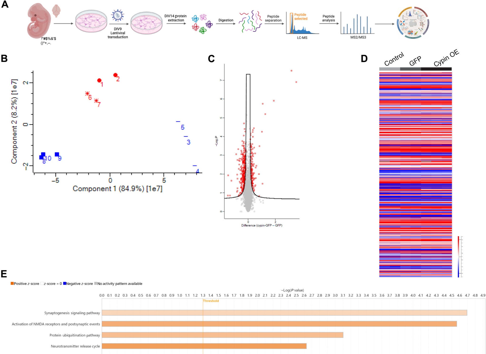 Cypin increases UBE4A levels and promotes K63 polyubiquitination in developing neurons.