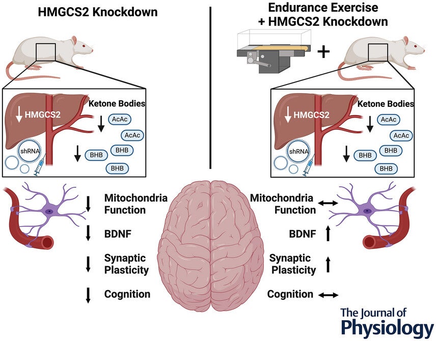 Even when liver ketone production drops, regular endurance exercise restores brain energy, boosts memory, and supports cognitive health.