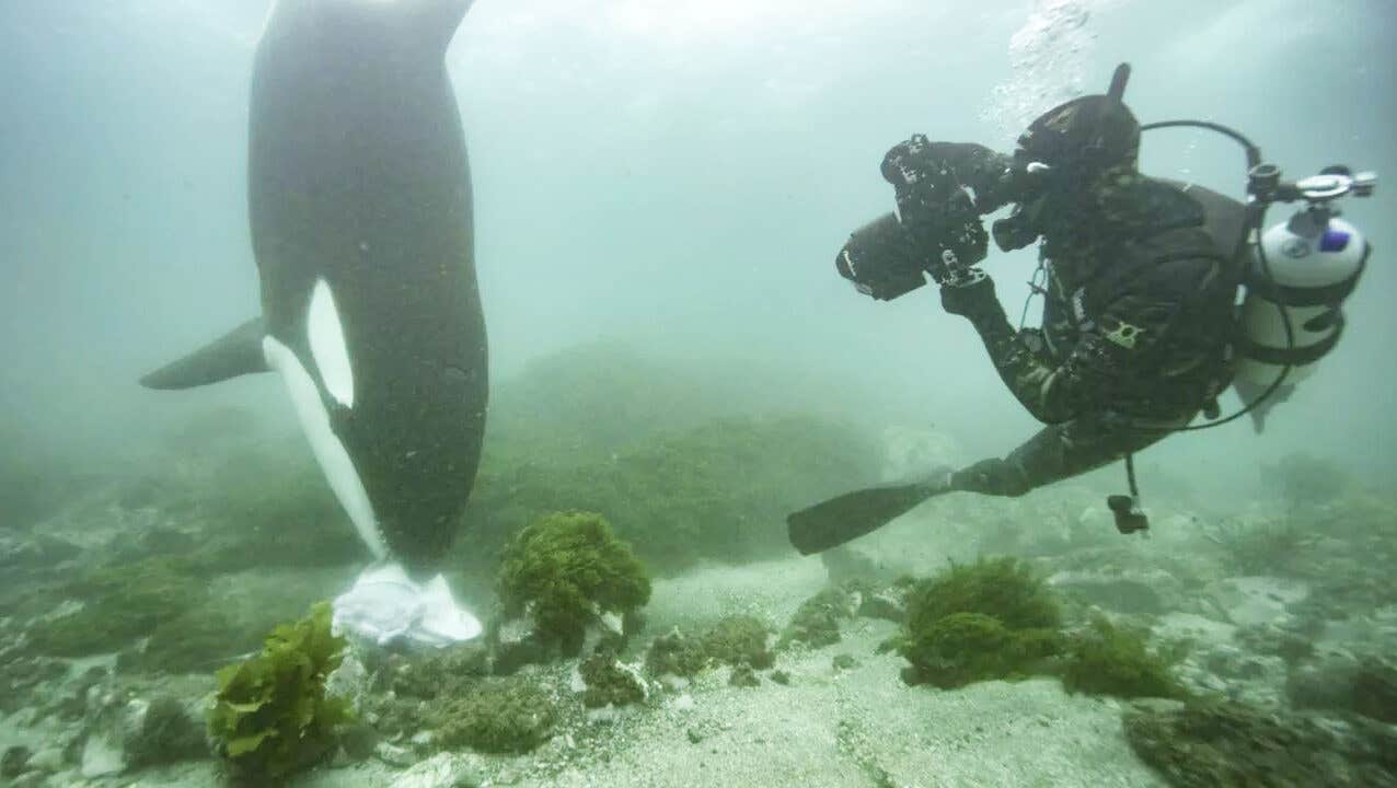 Killer whales have been caught in the act of offering fish and other prey to humans.