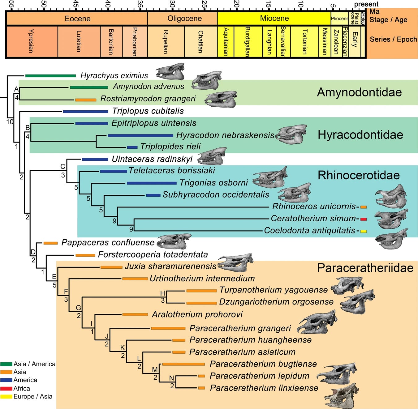 Phylogenetic relationships of Paraceratherium with other rhinos, according to Tao Deng and colleagues, 2021