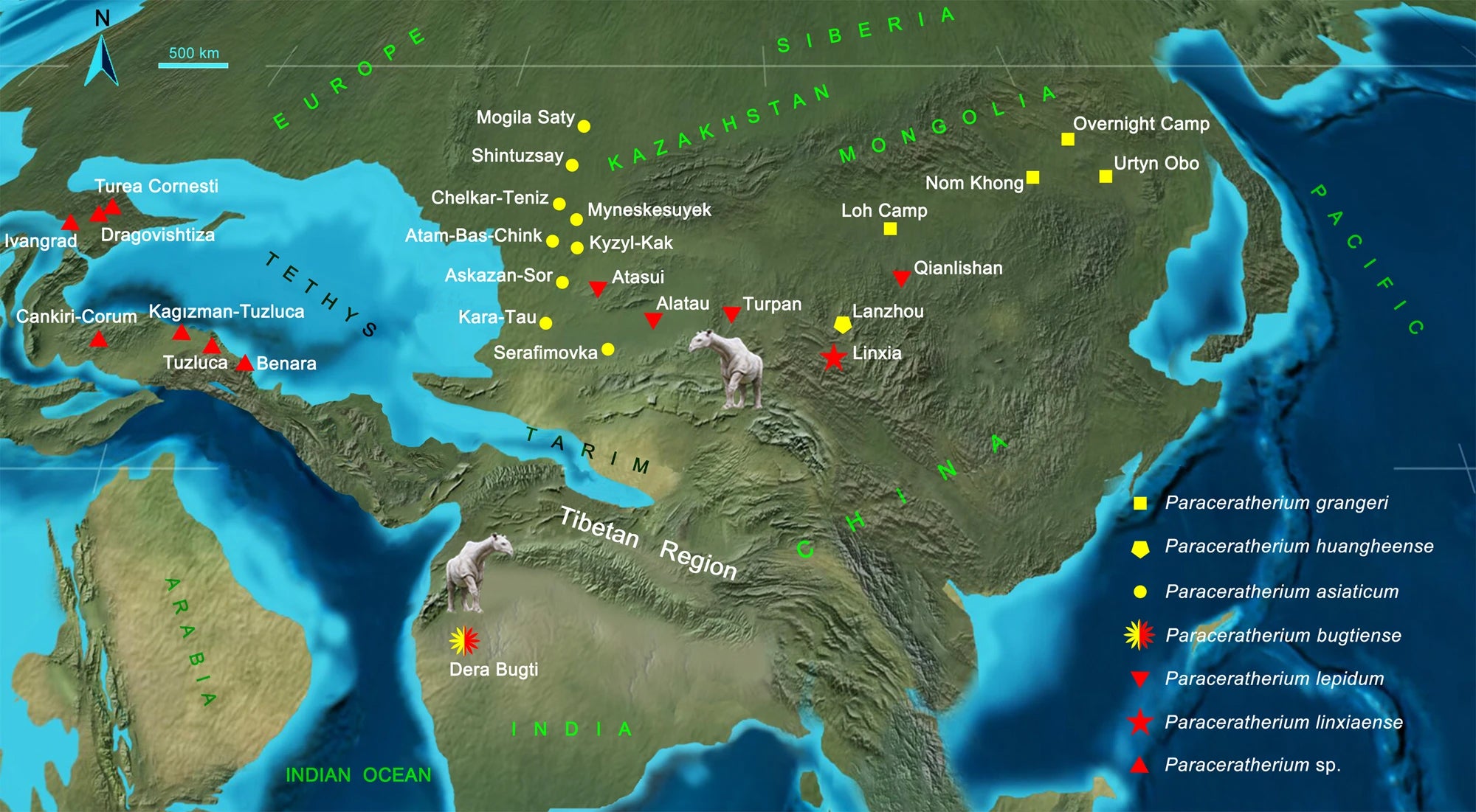 Map showing localities of Paraceratherium species during the early (yellow) and late (red) Oligocene, according to Deng and colleagues, 2021