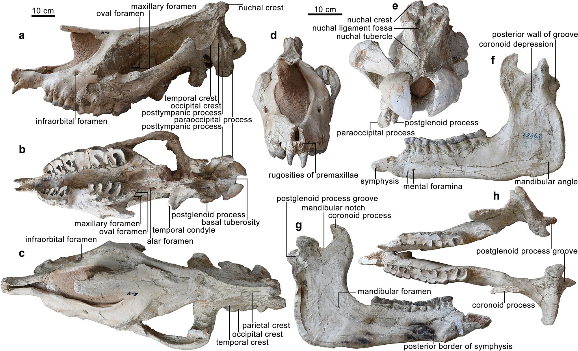 Holotype (HMV 2006) of Paraceratherium linxiaense sp. nov. Skull: a lateral view; b ventral view; c dorsal view; d anterior view; e occipital view. Mandible: f, h lateral view and medial view of left ramus, respectively; g occlusal view. Skull and mandible share the scale bar, but both anterior and nuchal views have an independent scale bar.