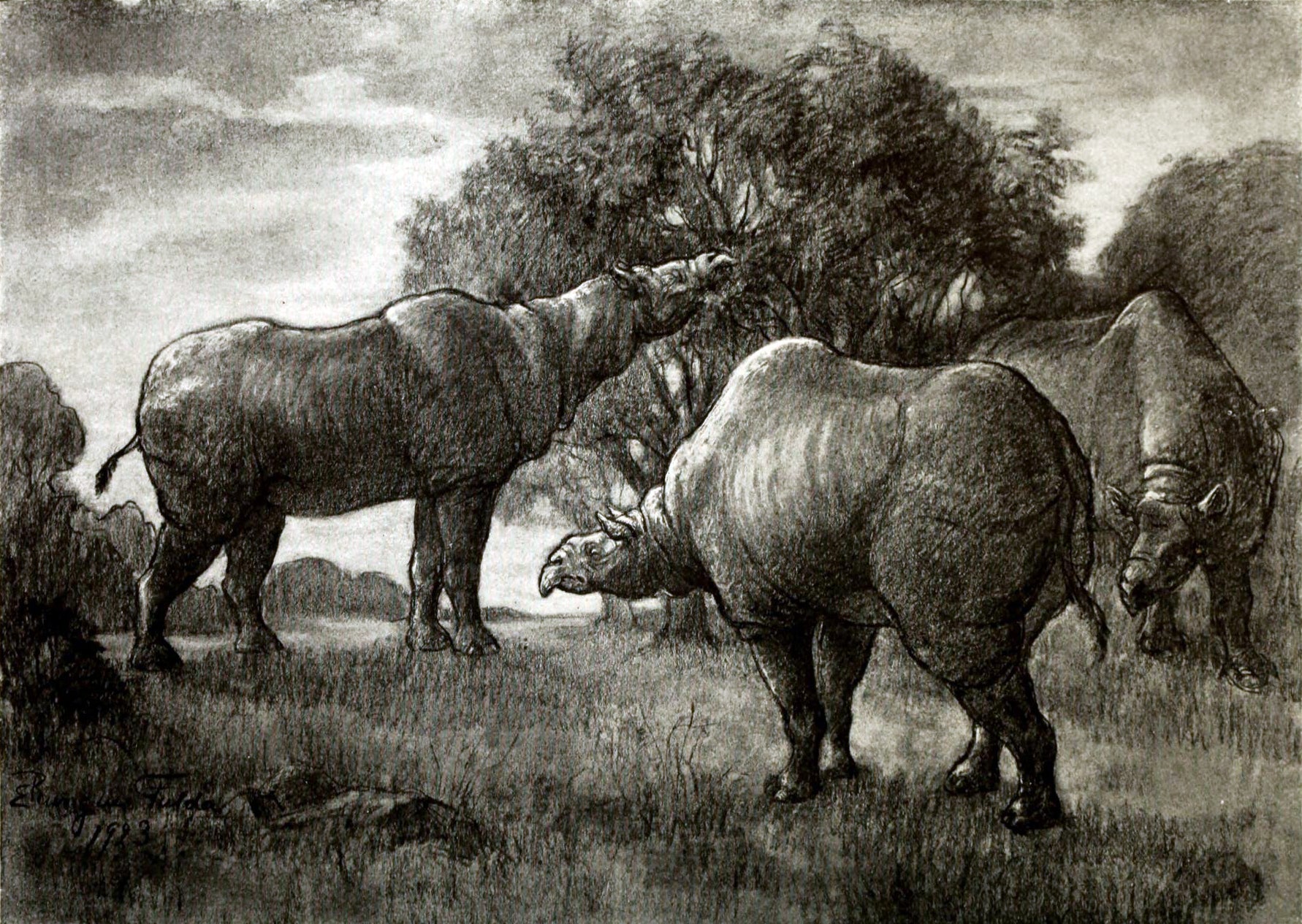 Foraging herd of P. transouralicum, by Elizabeth Rungius Fulda, 1923.