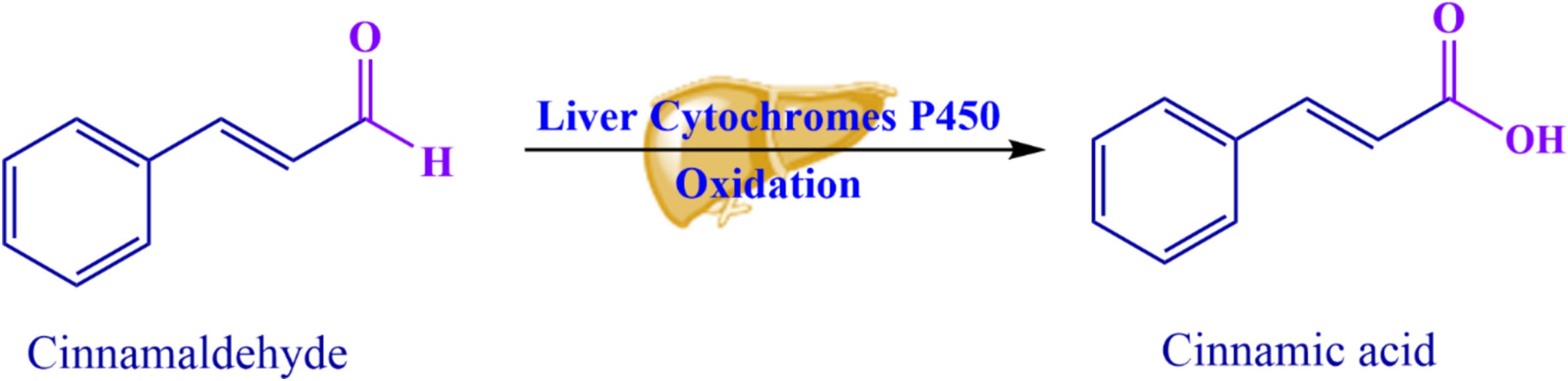 Chemical structure of cinnamaldehyde and cinnamic acid. In the presence of liver cytochromes P-450 s, the aldehyde group of cinnamaldehyde is oxidized and produces cinnamic acid.