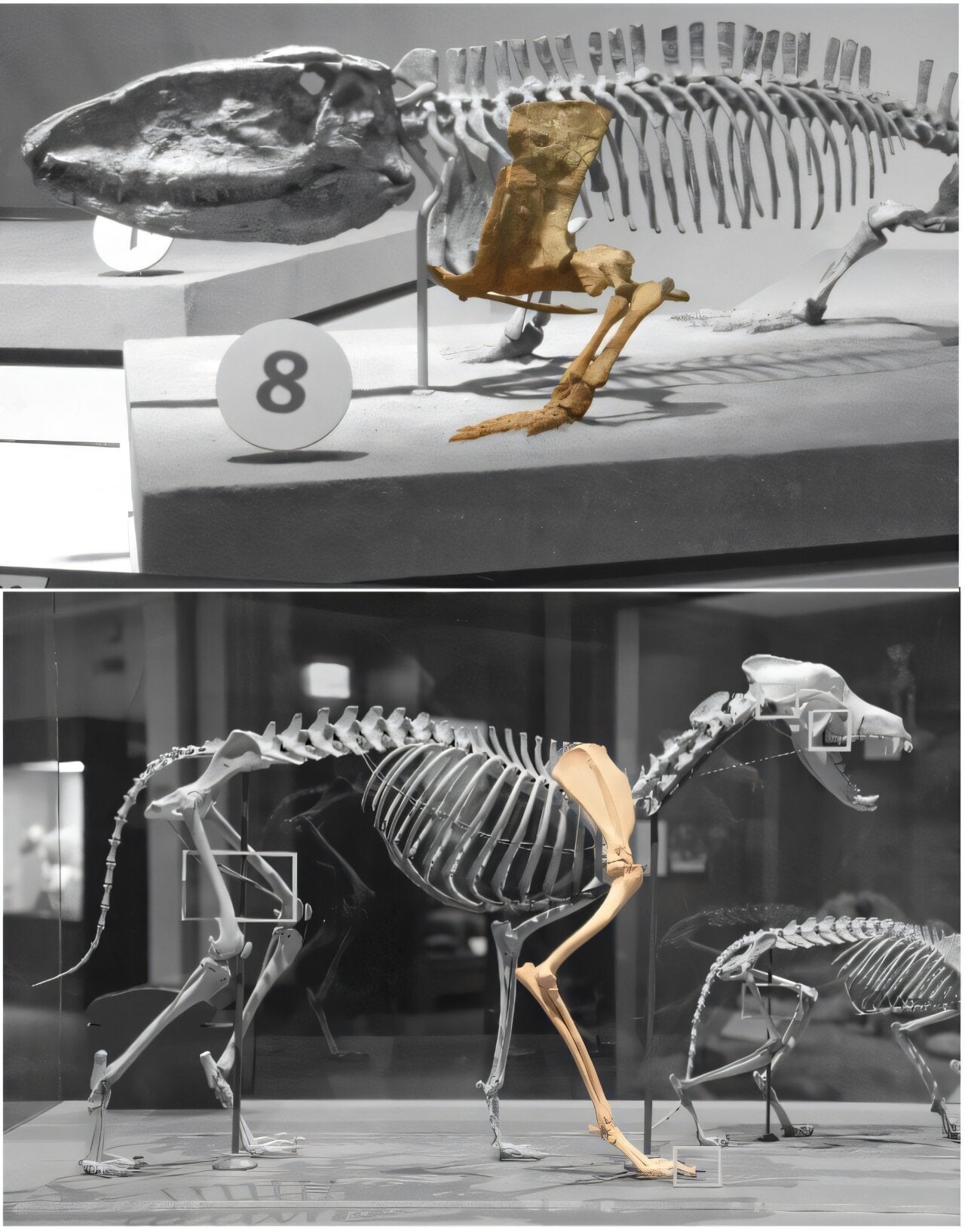 The sprawling-upright transition; an early forerunner of mammals, Ophiacodon, and a modern mammal, a dog.