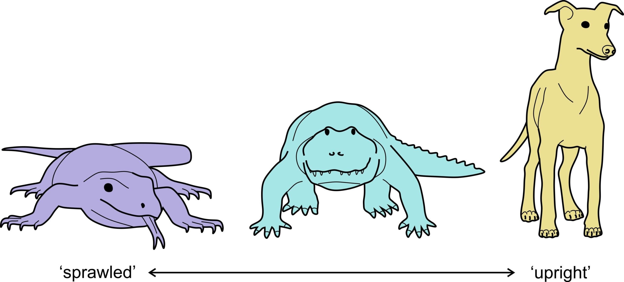 Study reveals mammals evolved upright posture through complex paths, not a straight line, using fossil and biomechanical data.