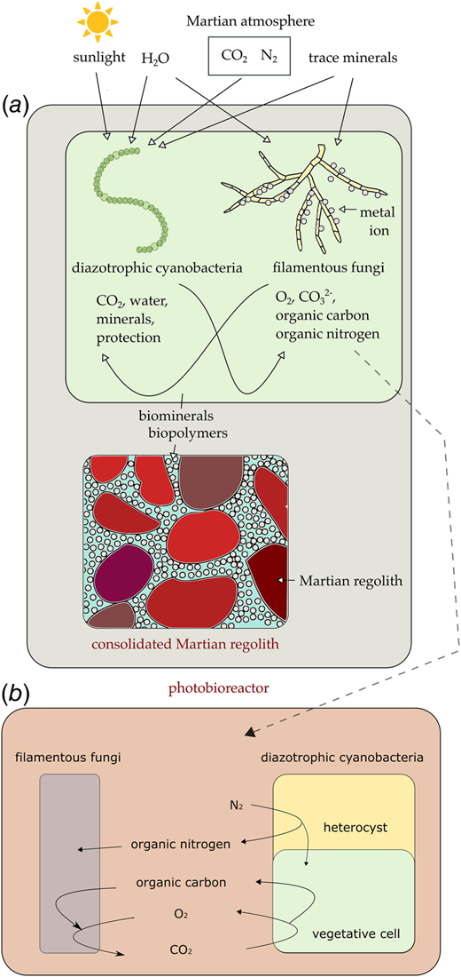 (a) Schematic illustration of the self-sustaining system. (b) Diazotrophic cyanobacteria fix carbon dioxide and dinitrogen from the atmosphere and convert them into oxygen and organic nutrients to assist the growth of filamentous fungi.