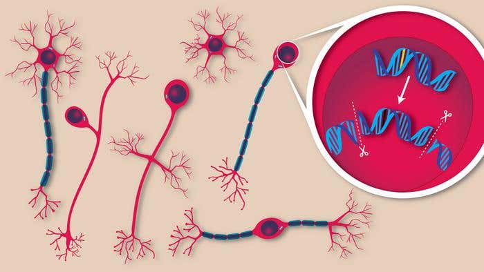Gene editing fixed brain mutations in mice with AHC, offering hope for treating rare neurological diseases at the DNA level.