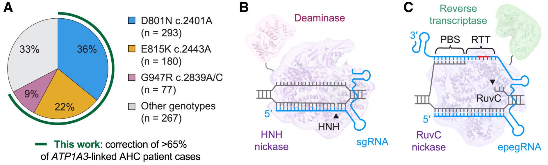 BE and PE efficiently correct AHC mutations in engineered HEK293T cells and iPSCs from patients with AHC
