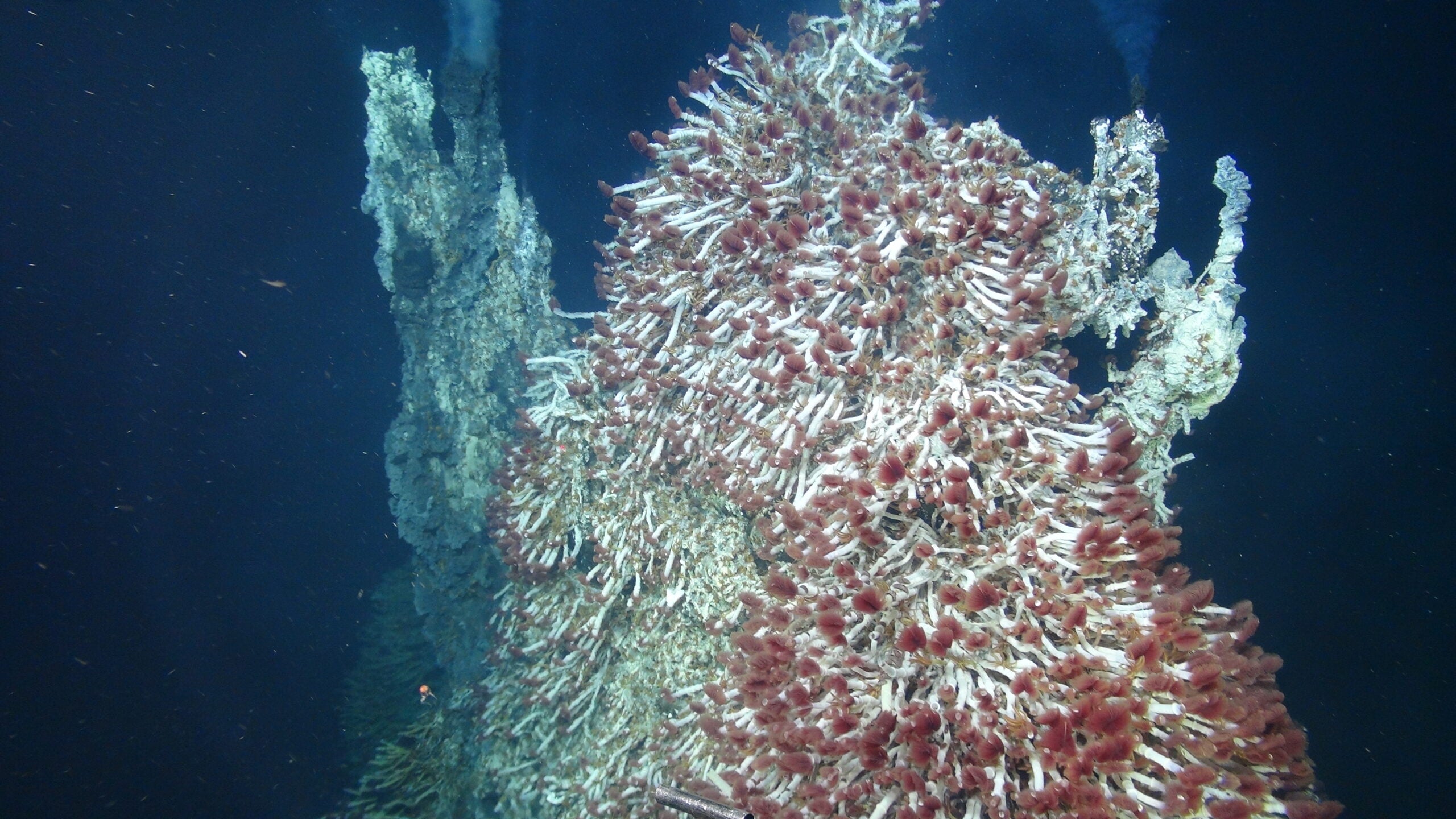 The hydrothermal microbes Holden studies thrive in lightless, oxygen-less conditions a mile or more beneath the ocean’s surface. 