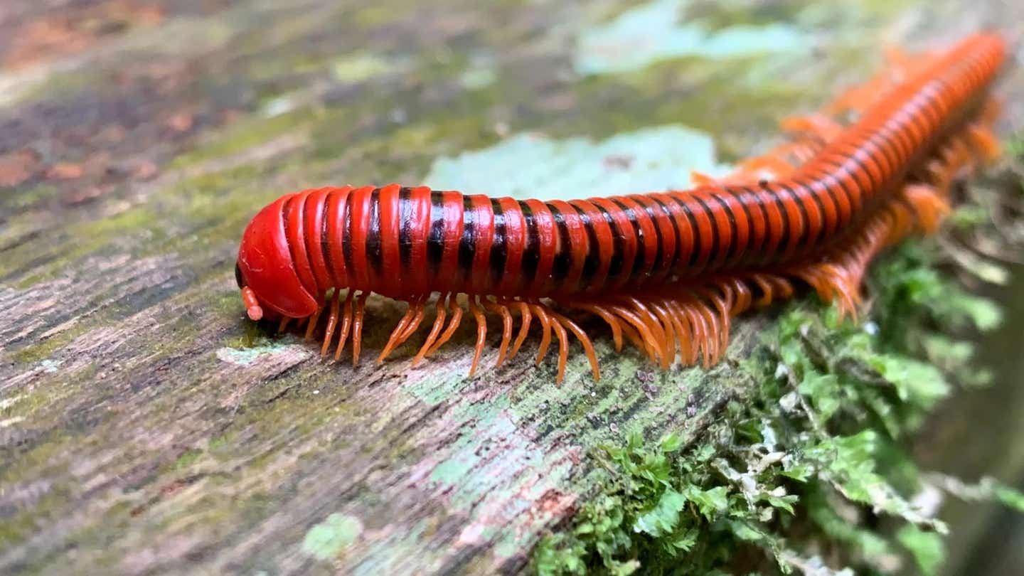New millipede-derived alkaloids show potential for treating pain and neurological disorders through Sigma-1 receptor interaction.
