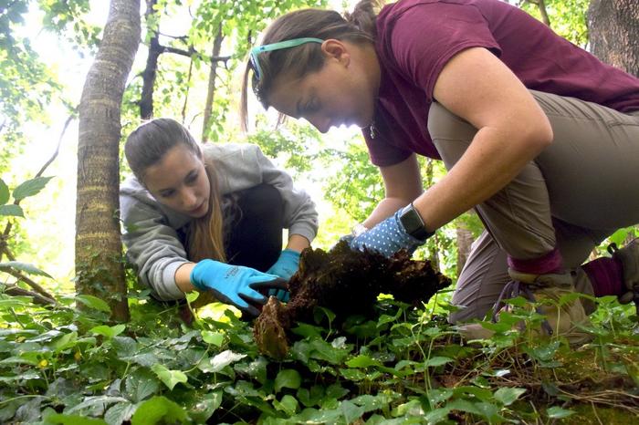 Chemist Emily Mevers (at right) and her graduate student, Rose Campbell, lift logs in Stadium Woods in search for millipedes.