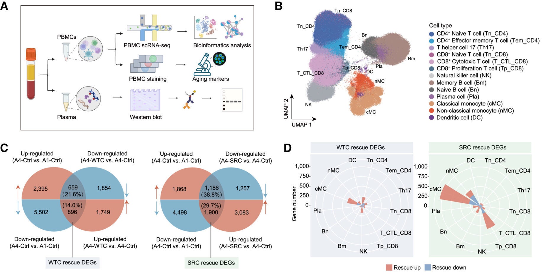 Schematic overview of analysis of PBMCs and plasma in monkeys after multiple transplantations of WTCs or SRCs.