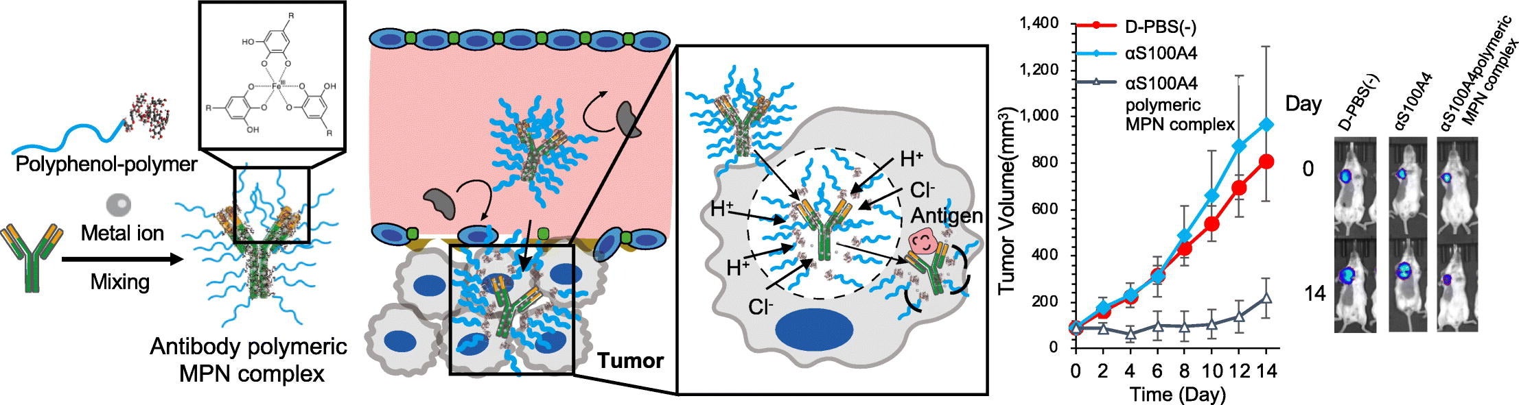 Illustration of an antibody