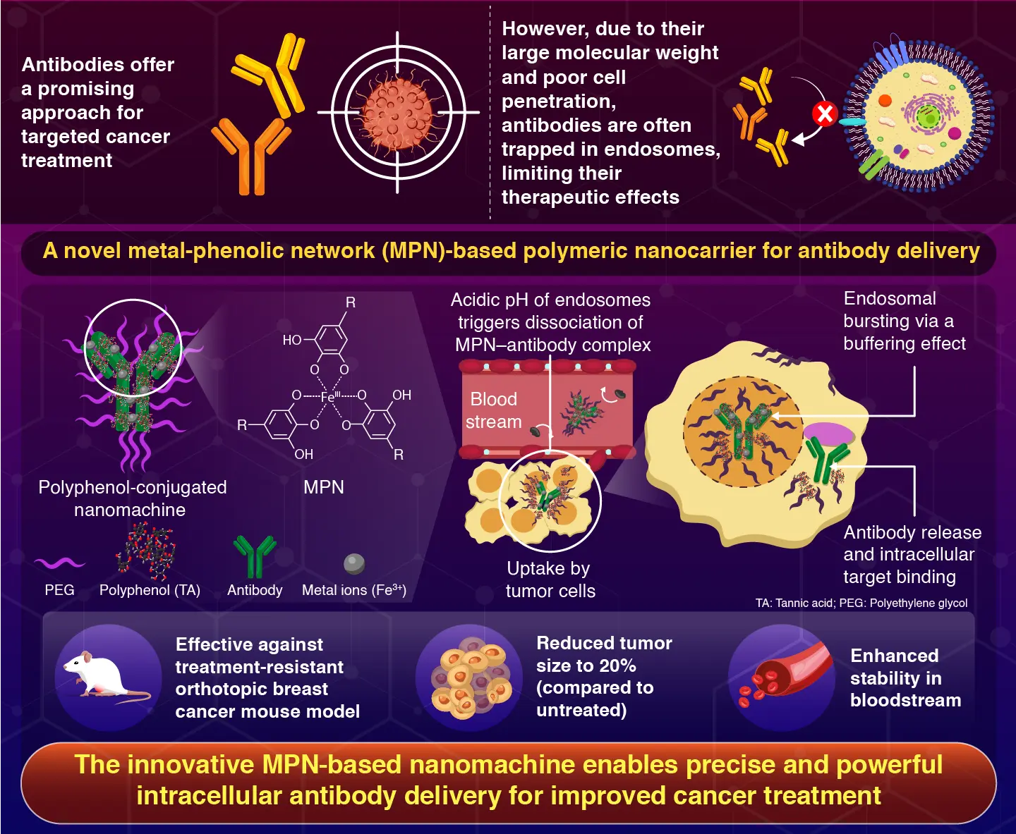 Researchers develop PEGylated polyphenol nanocarriers for targeted intracellular delivery of antibodies to tumor cells.